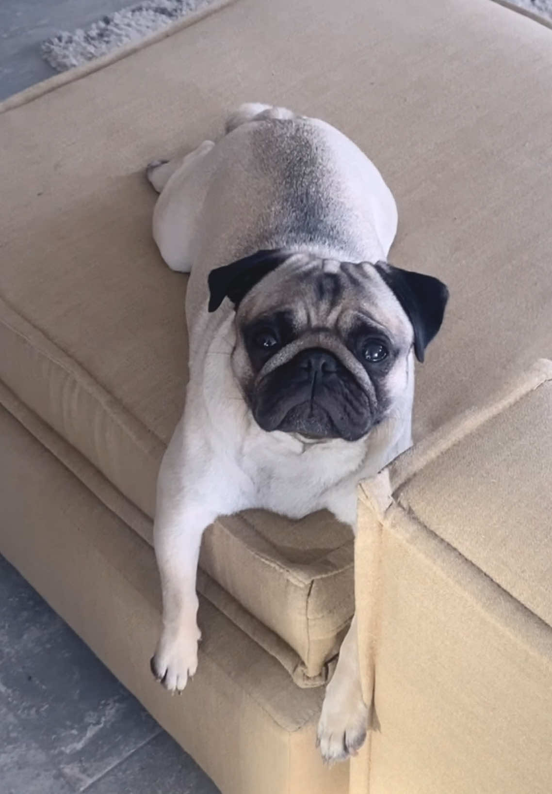 @Moka_lapug