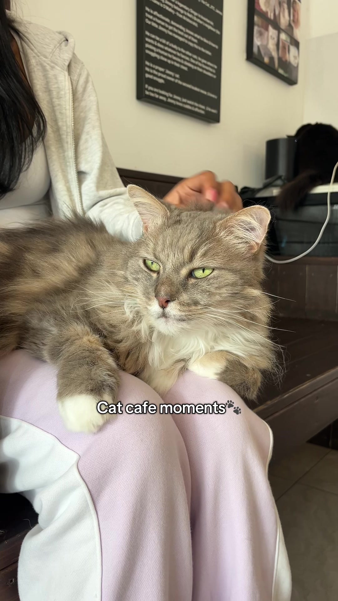 @crazycatcafe