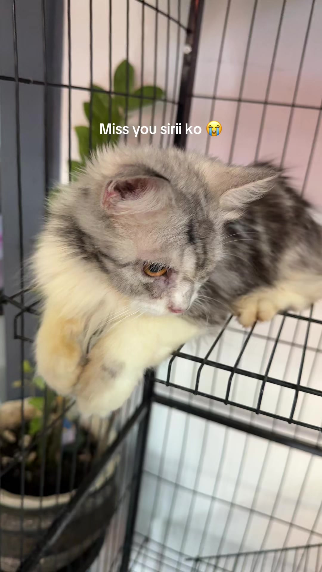 @Nheshy 🧿