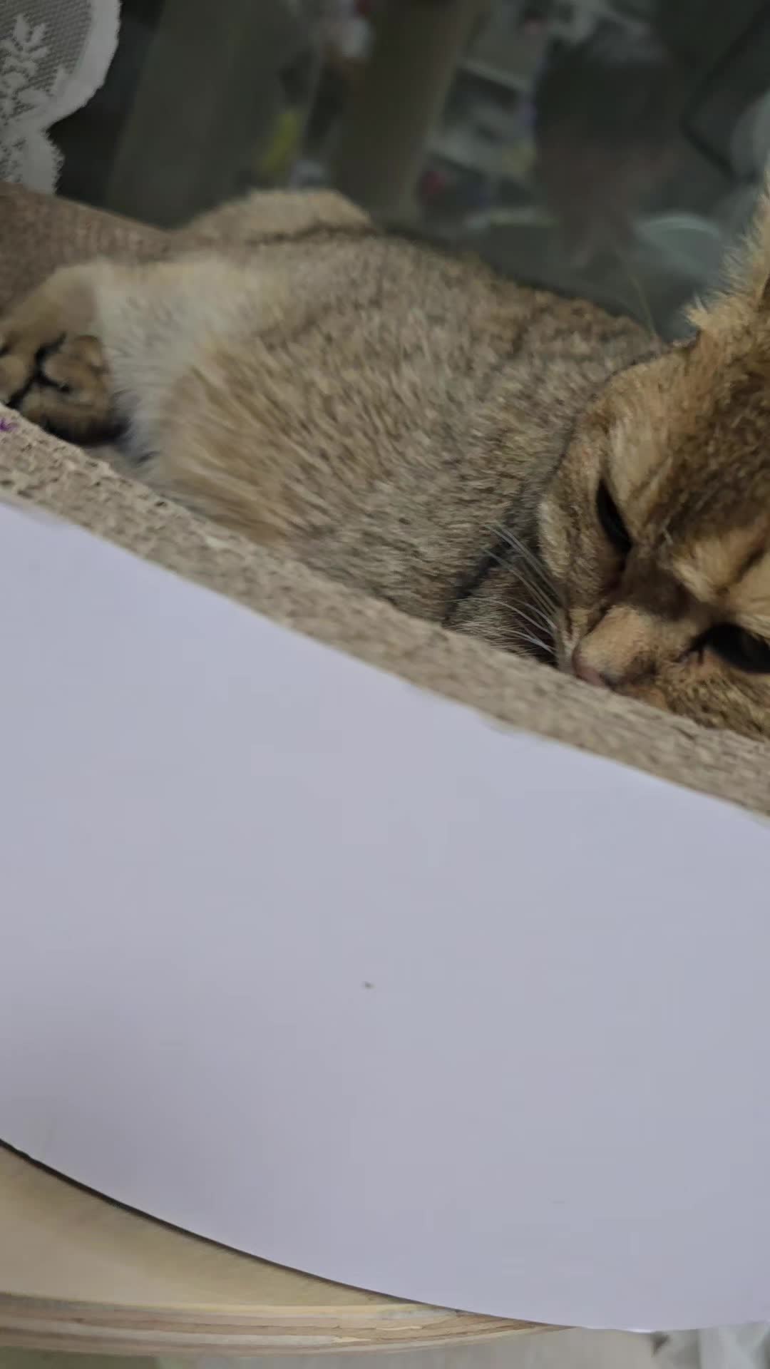@고양이 형아