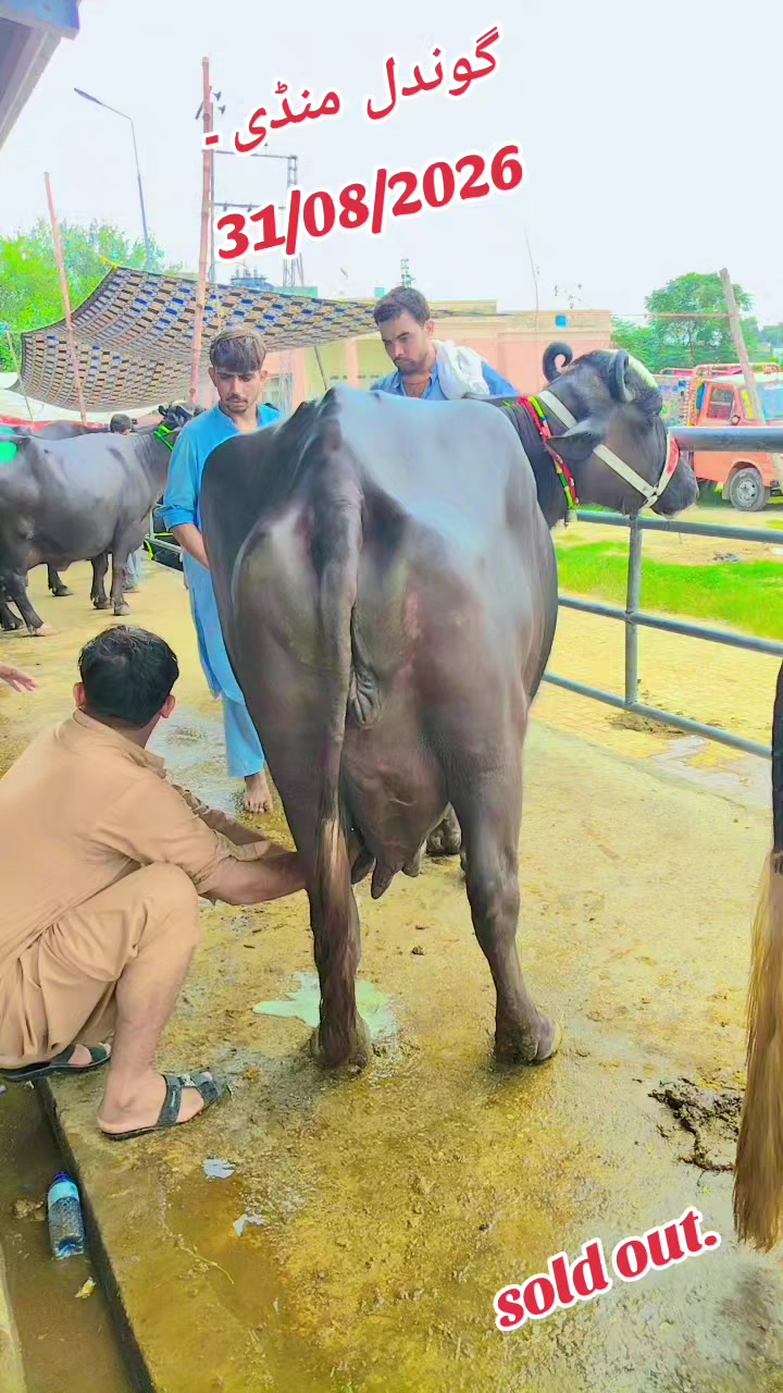 @💖🐄یوسف خان گوندل الہ 💖🐄