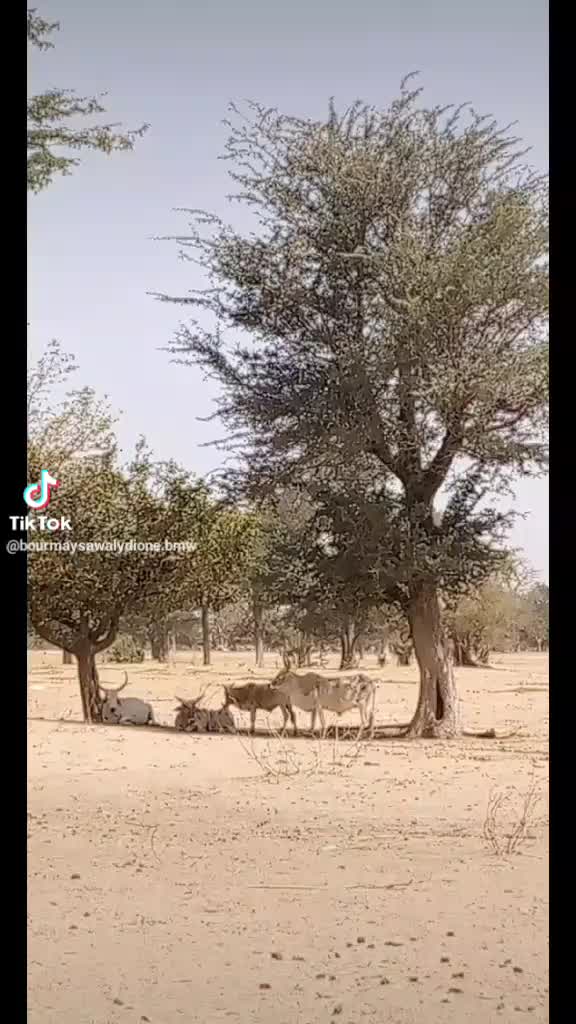 @sémou UCG