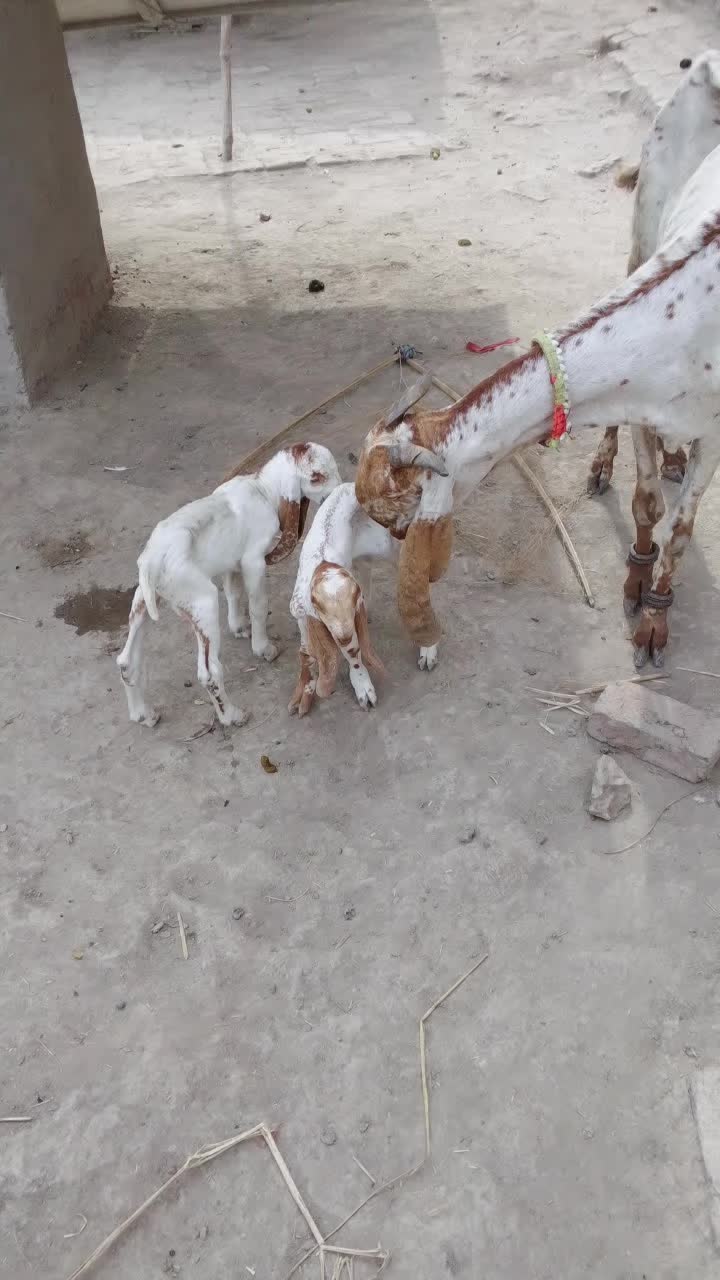 @shahid