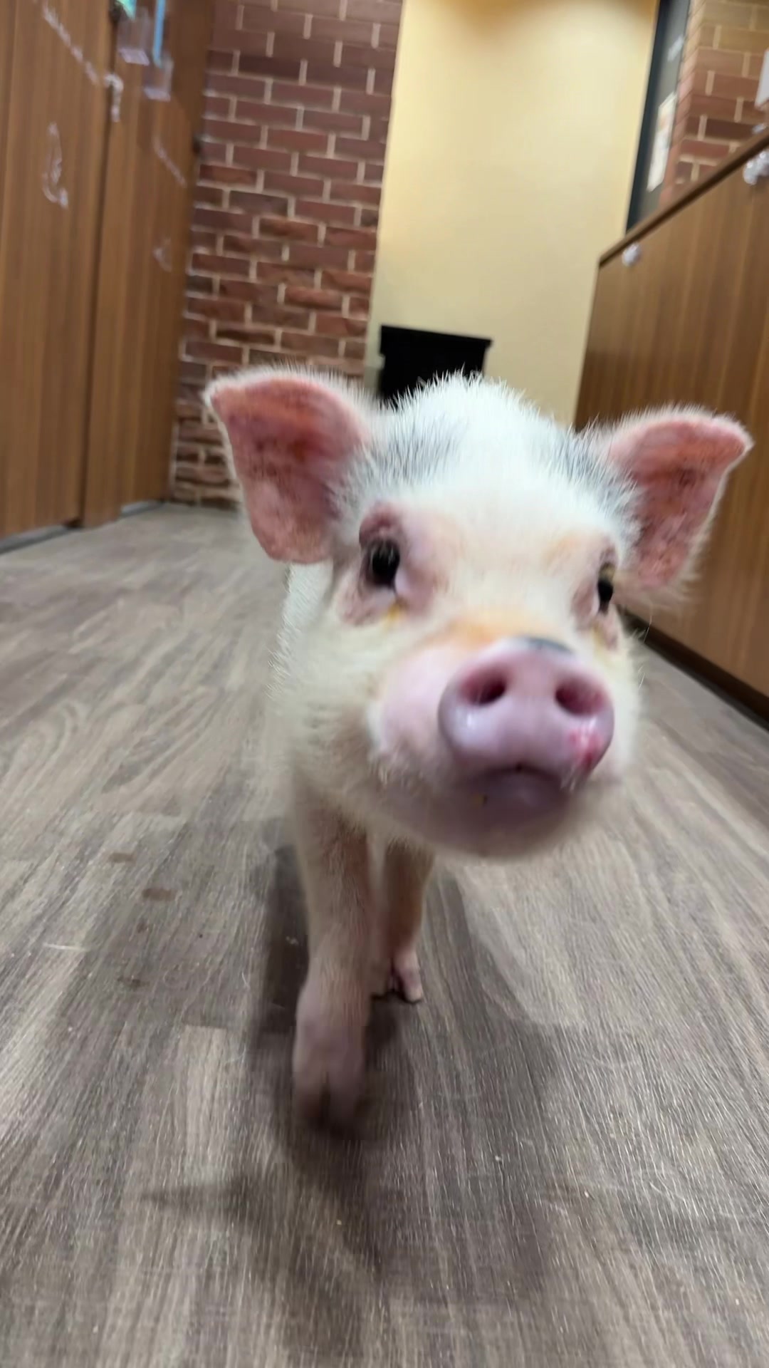 @pignic