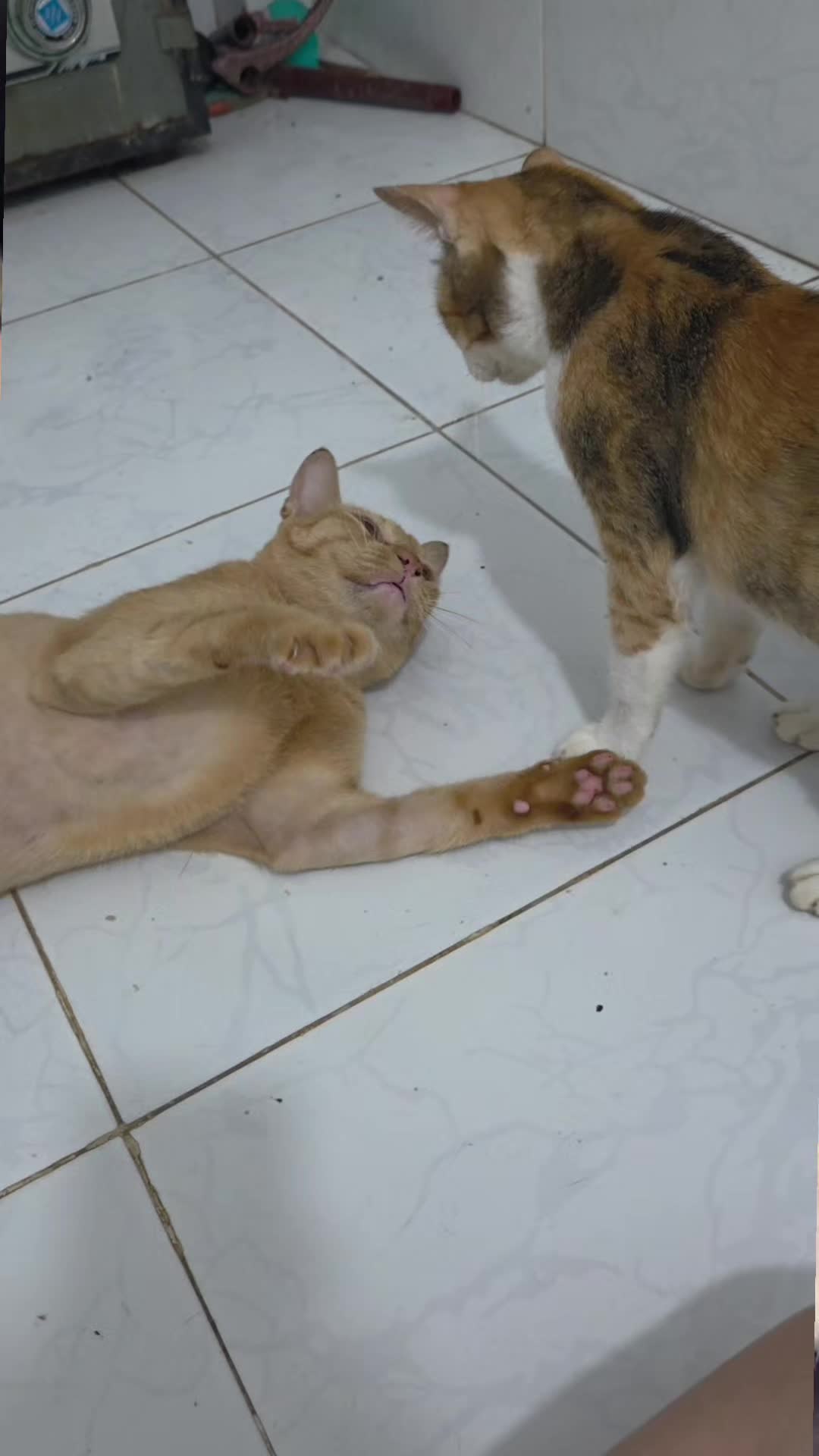 @Khế th&uacute;i