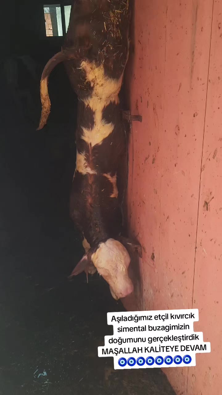 @sakip ekşi ( Deva Vet)