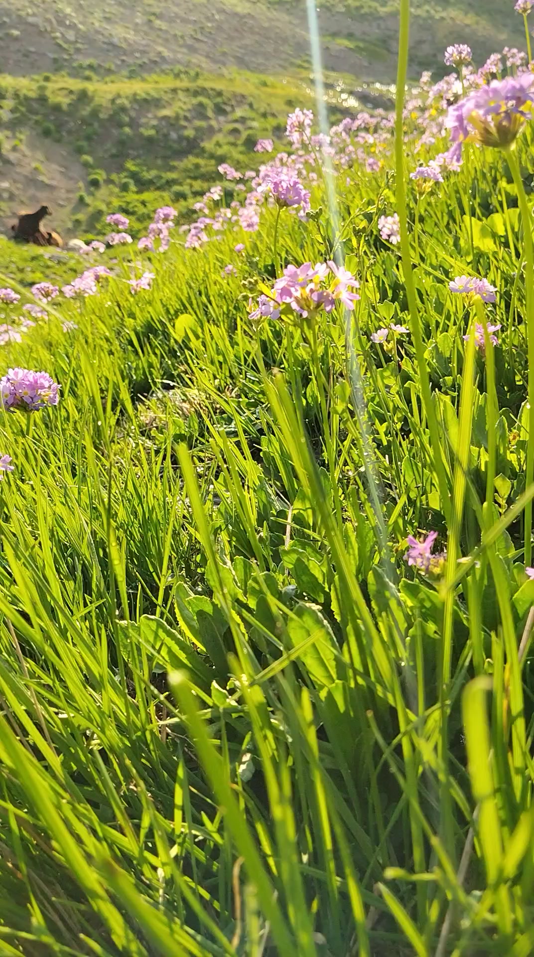 @𝑀𝑒𝓂𝑜_𝒢_𝑅_𝐵_𝒵_