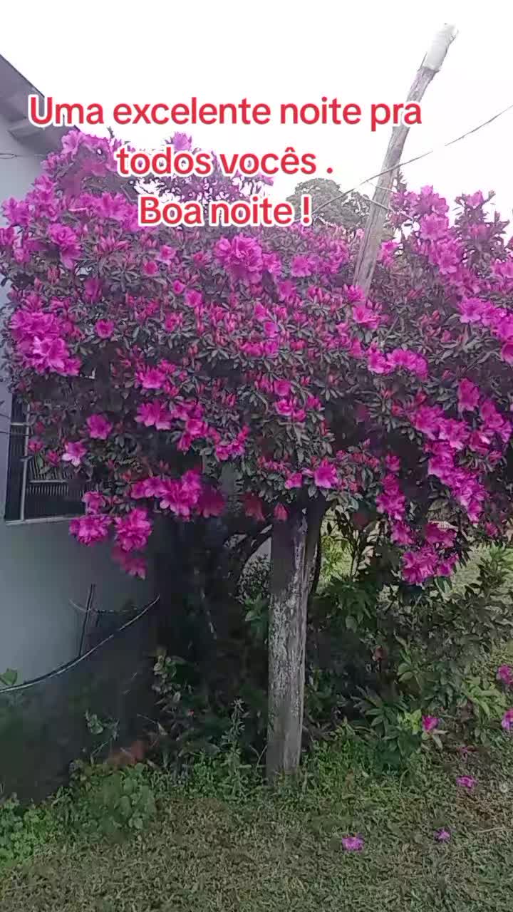 @Marlusa Ferreira Moreira