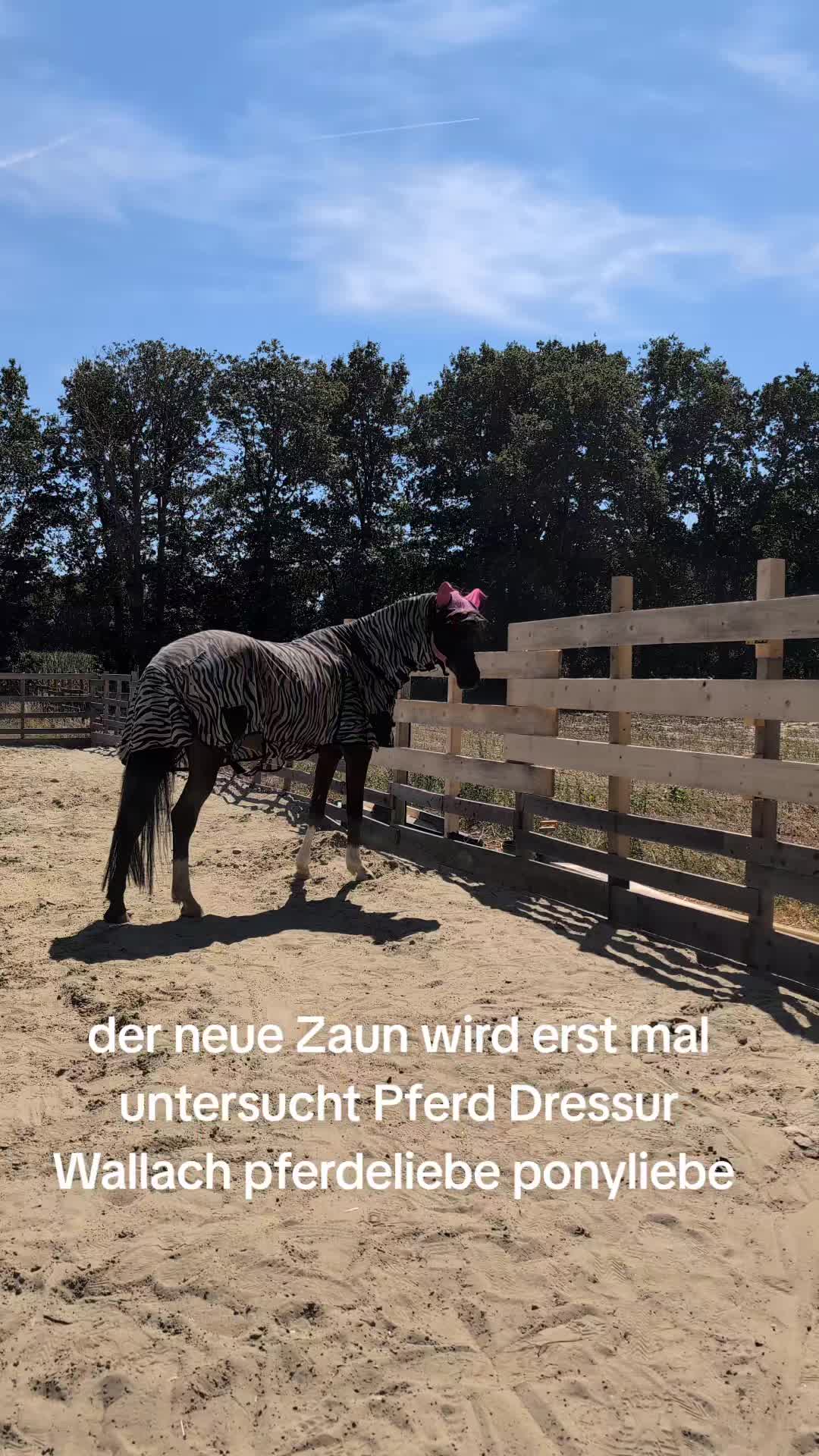 @Steffis_horse_world