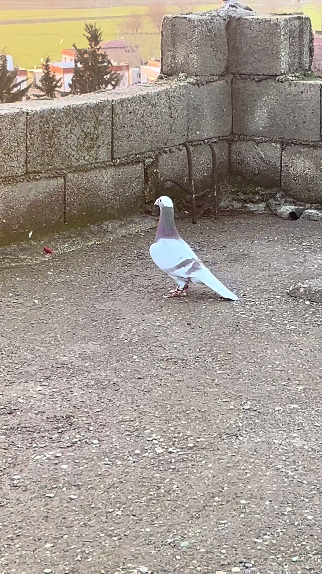 @başkoo♻️