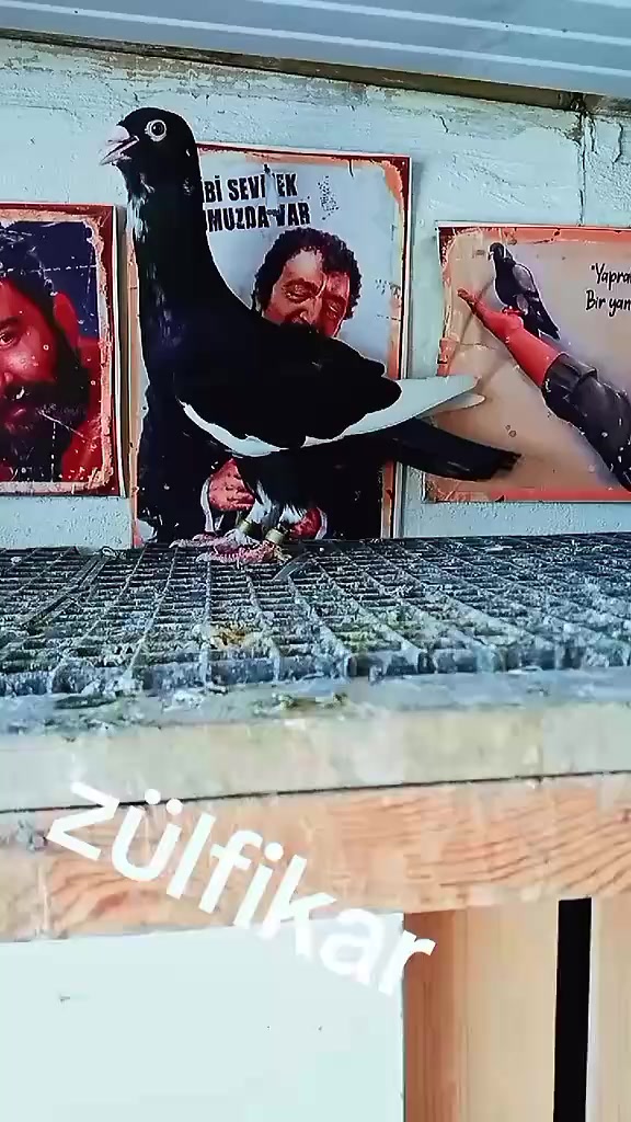 @Burak Günsüz