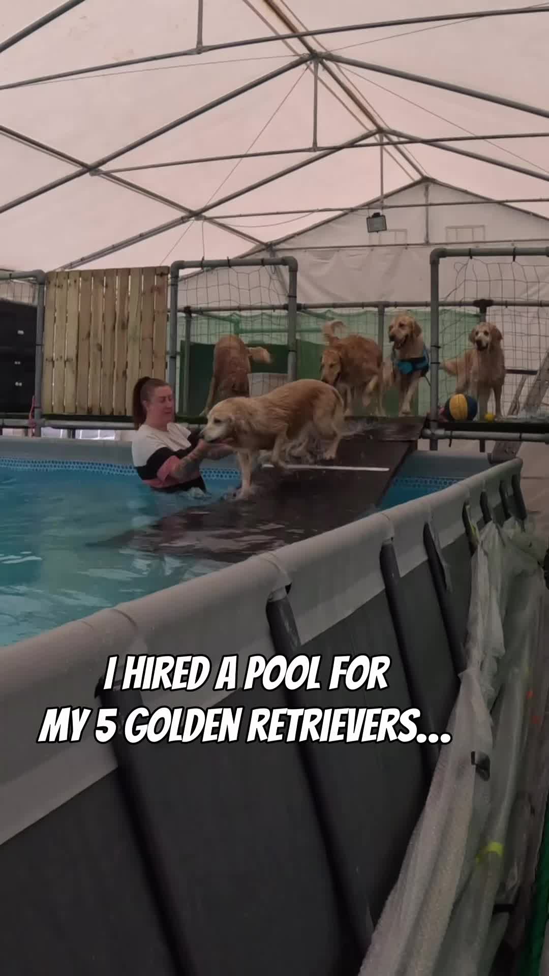 @5 Shades of Golden