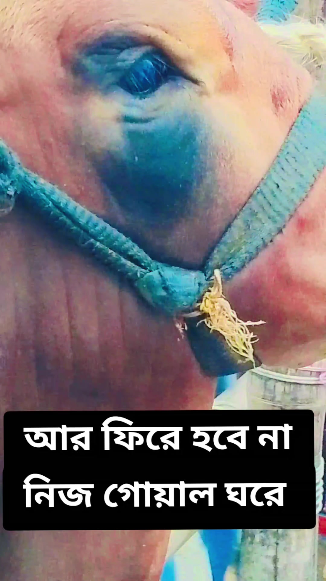 @Sakib khan