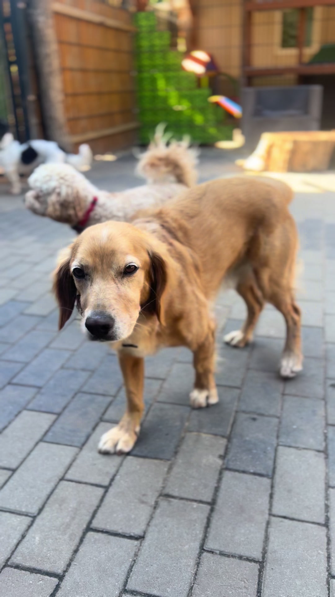 @Hunde- und Katzenpension