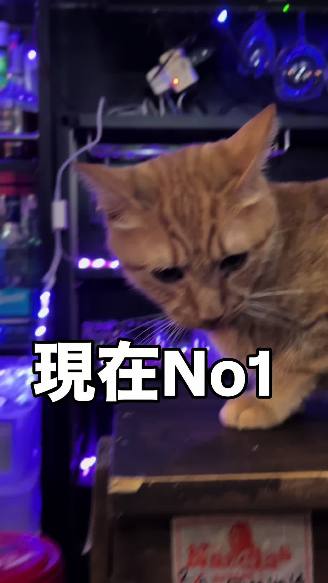 @Cats in the Box.