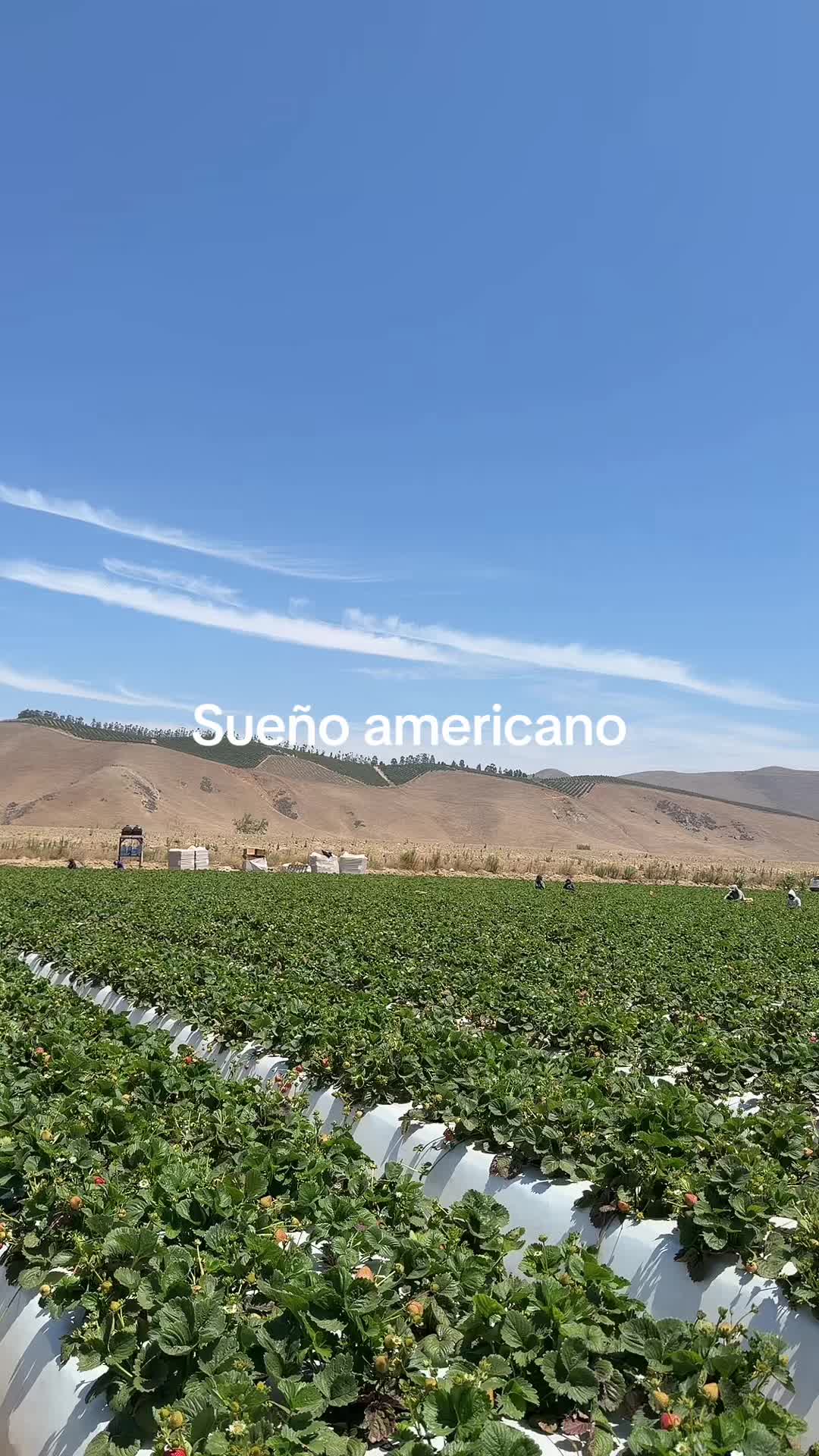 @luz Altamirano