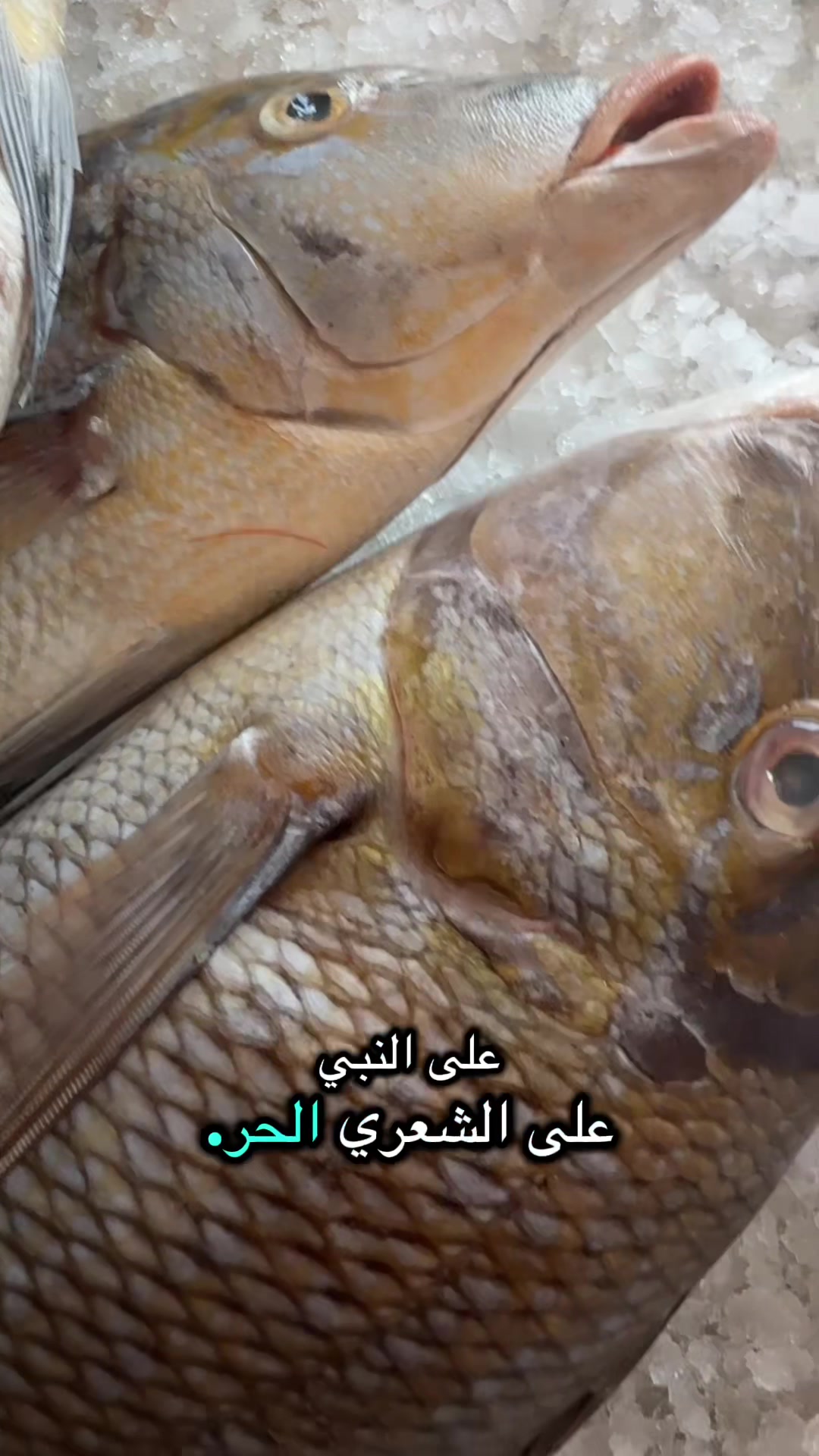 @KING FISH 🇴🇲 مـلـك الأســماك