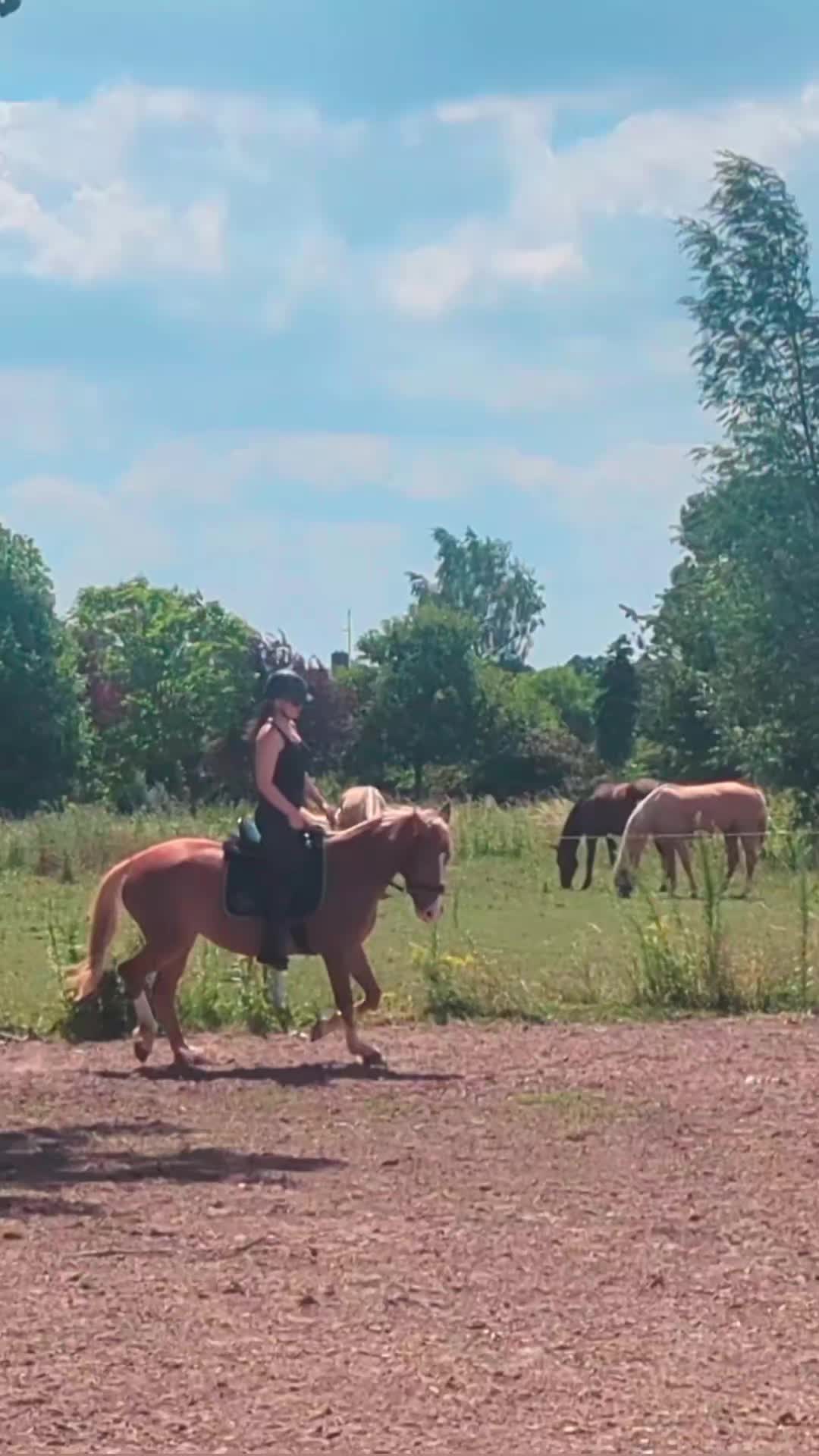 @Elegantia Horses
