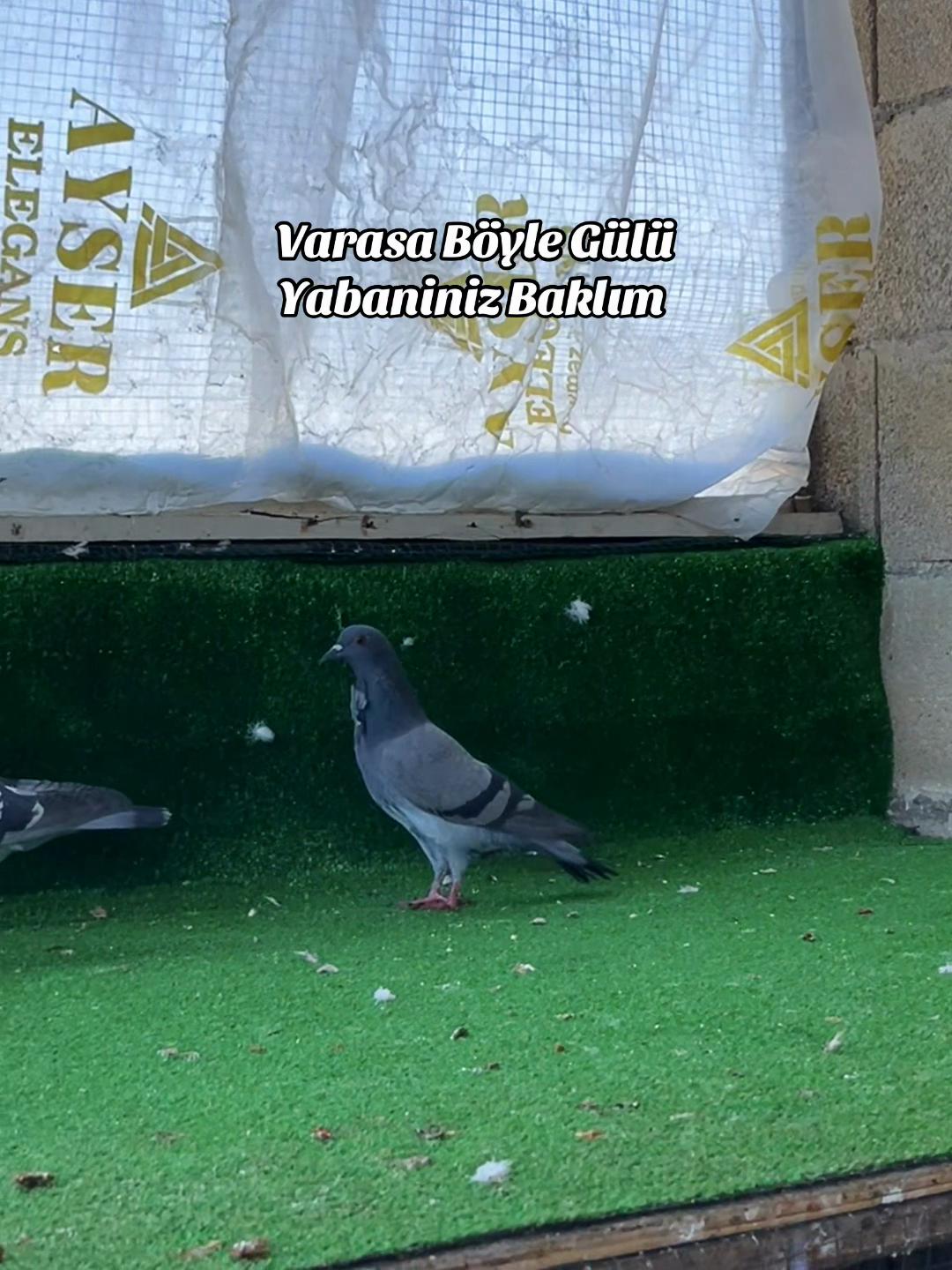 @Abdul Reşit Arıcak