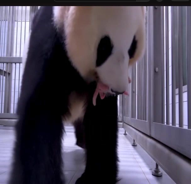 @K-PANDA kim