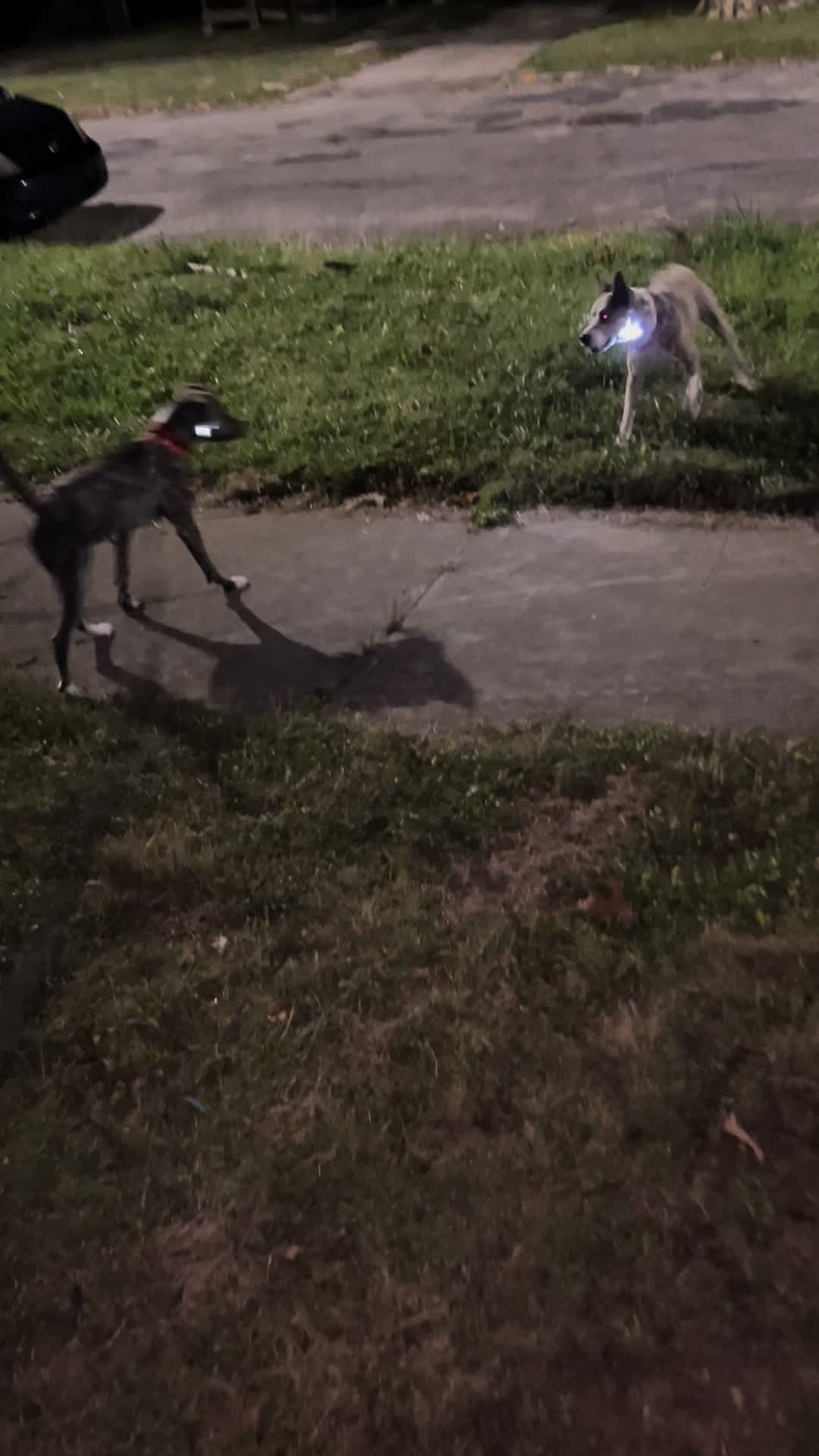 @Jay TheDog Trainer