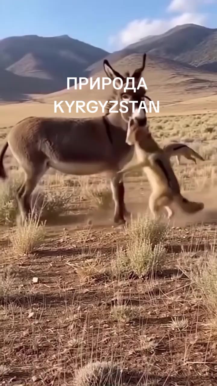 @aidarali_63