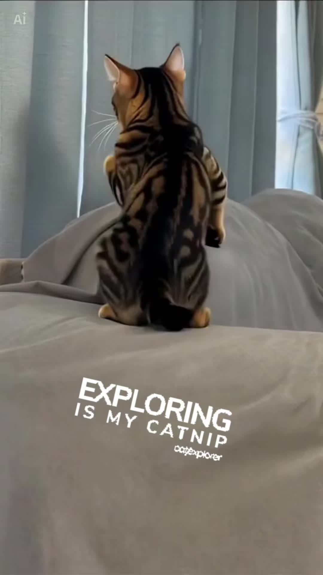 @Drew crazy cat guy