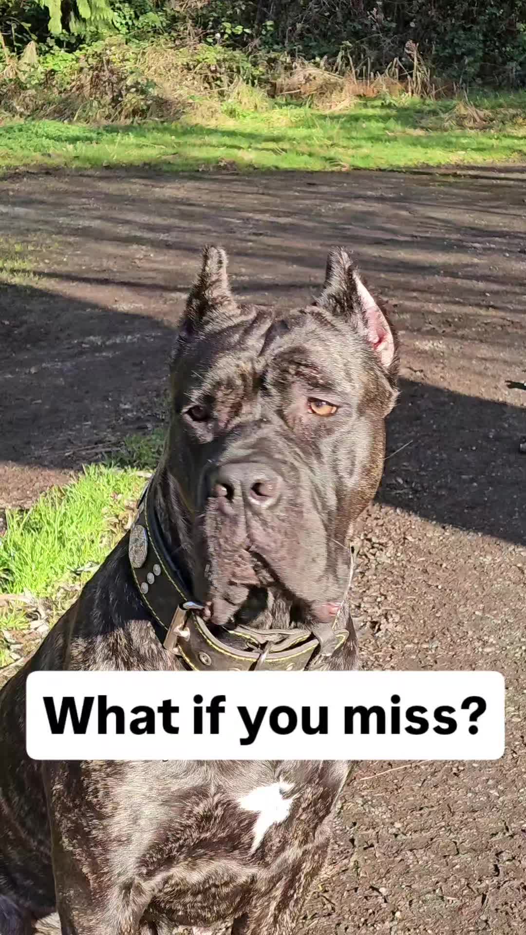 @SalmonCreekCaneCorso
