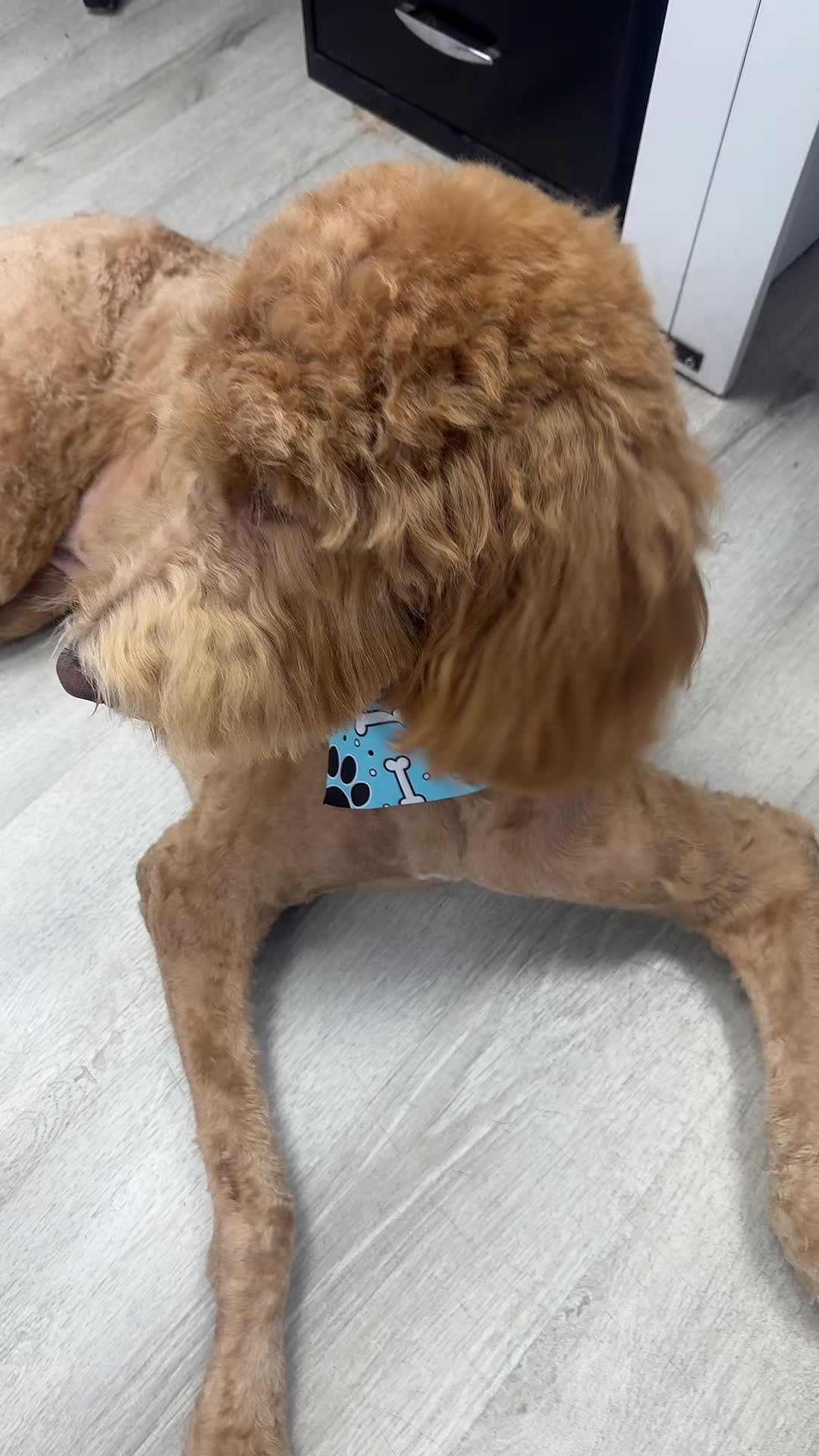 @Dog & Cat Planet