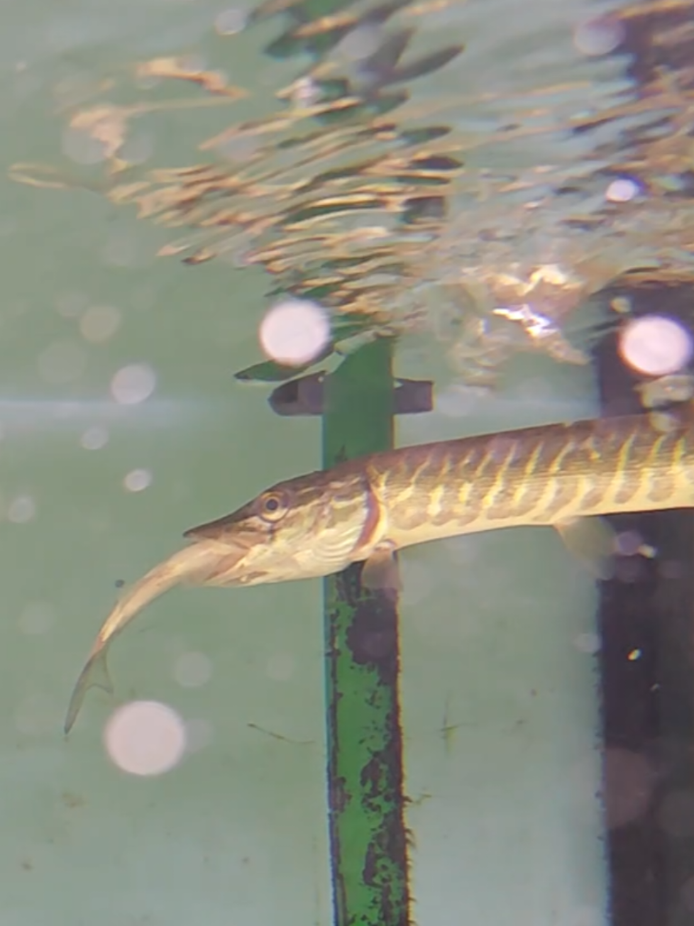 @predatoryfishtank