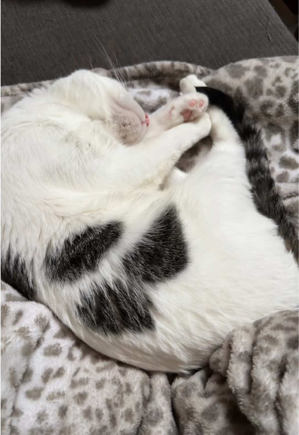@Angel the Cat Mom