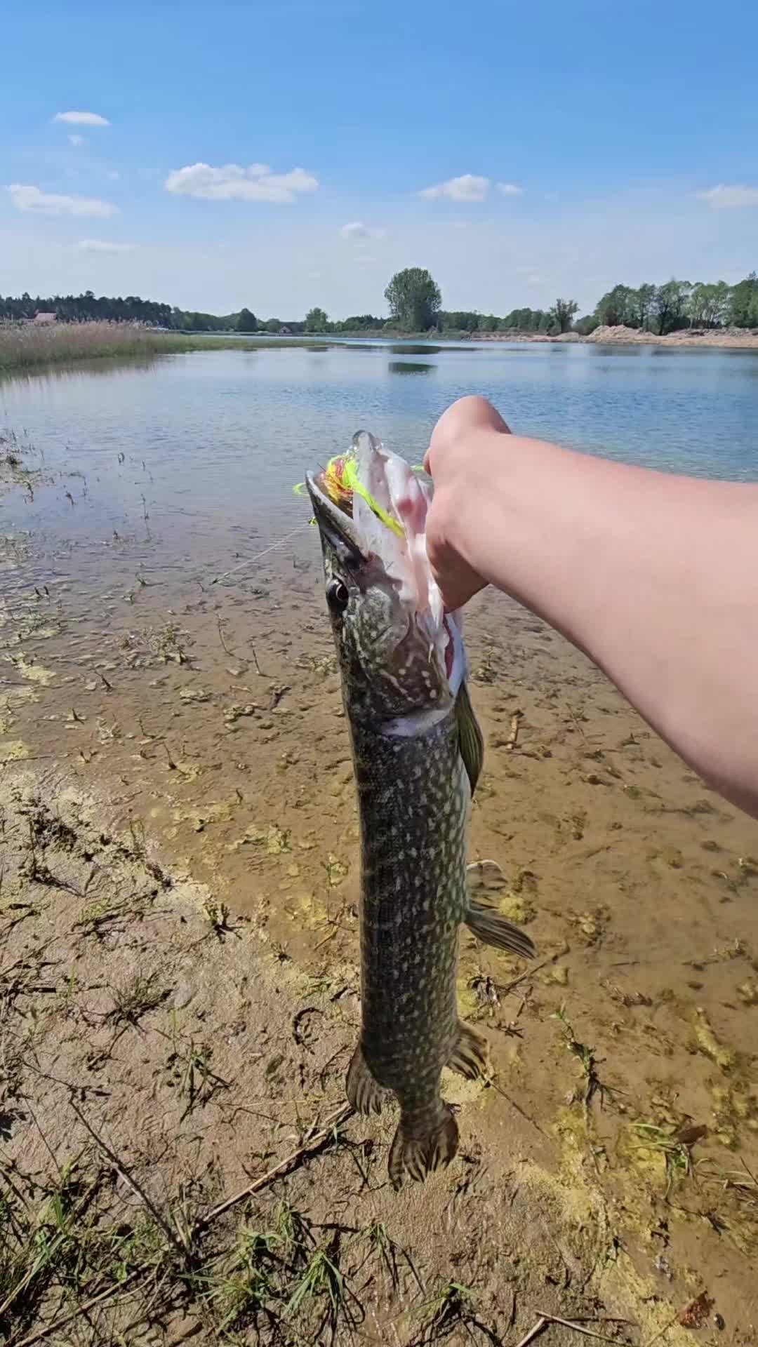 @mfly_lures