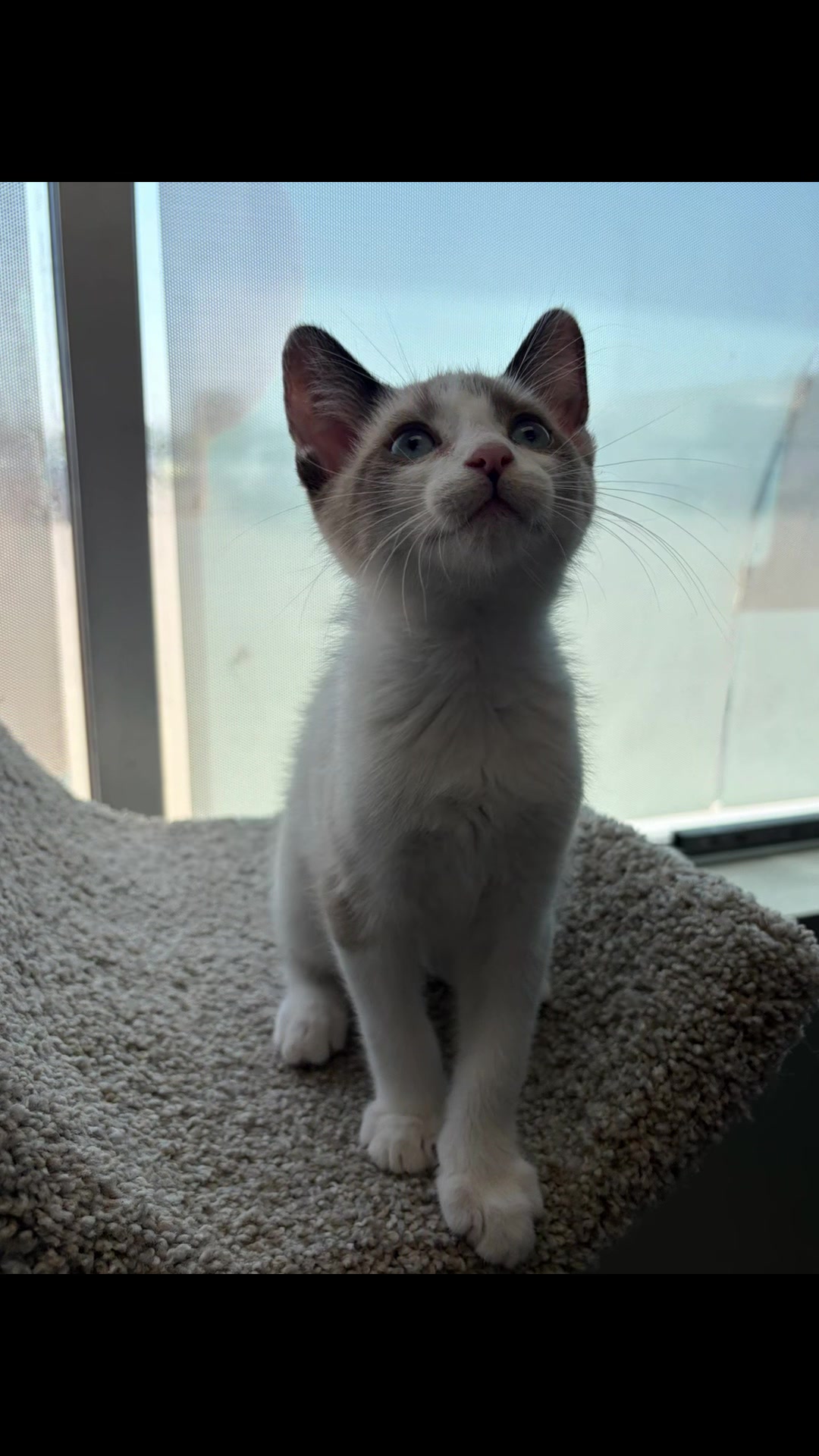 @Kovu’s Kitties