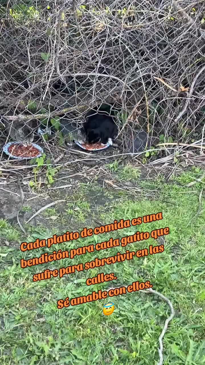 @🇲🇽Guli.Carrada 🐈&zwj;⬛