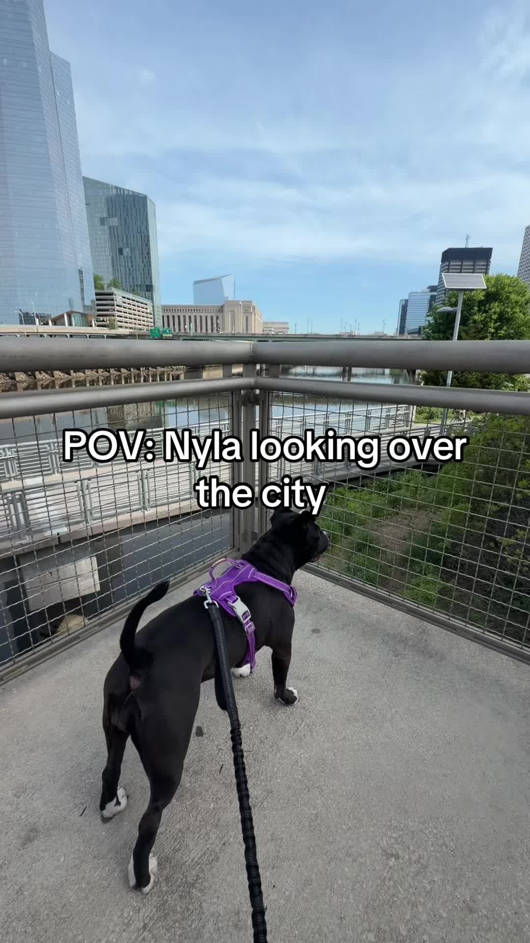 @Nyla.da.Staffy