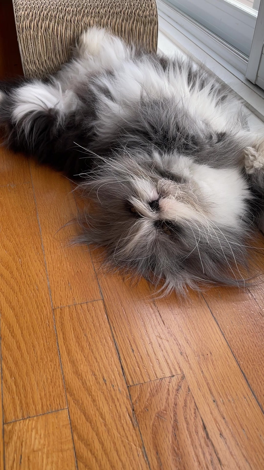 @atchoumthecat