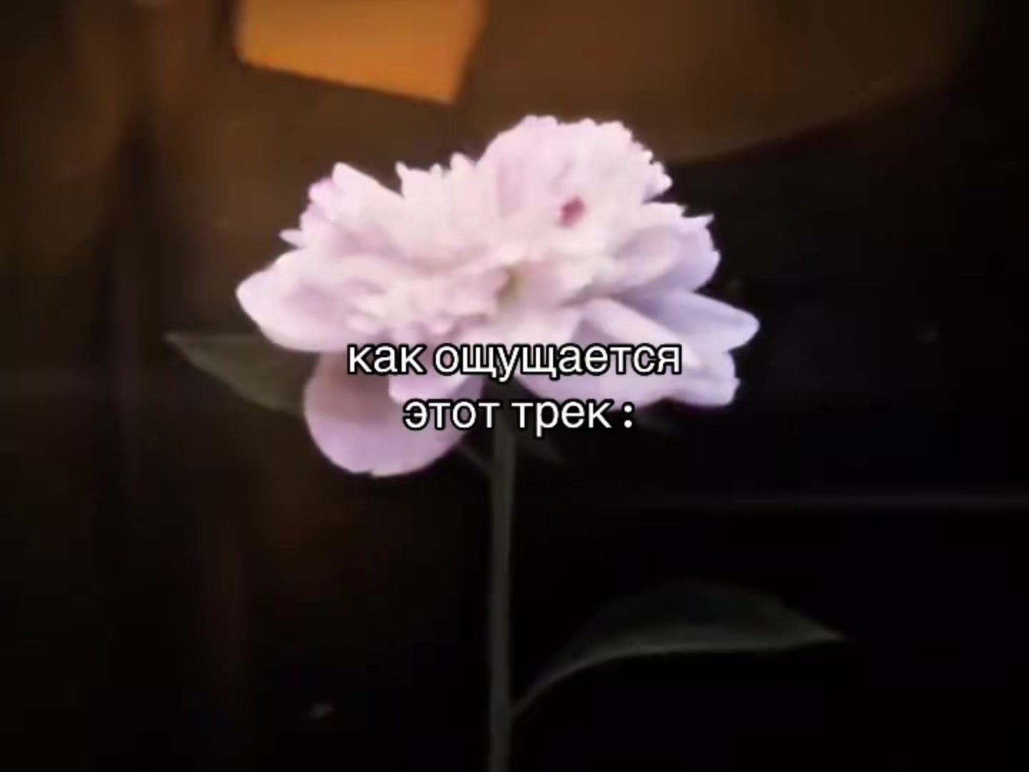 @Тгк: мини пиг