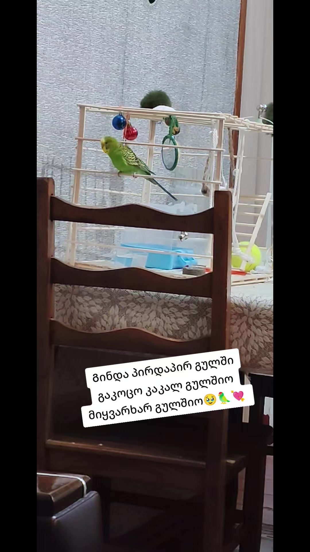 @🐞ნ10ა🐞