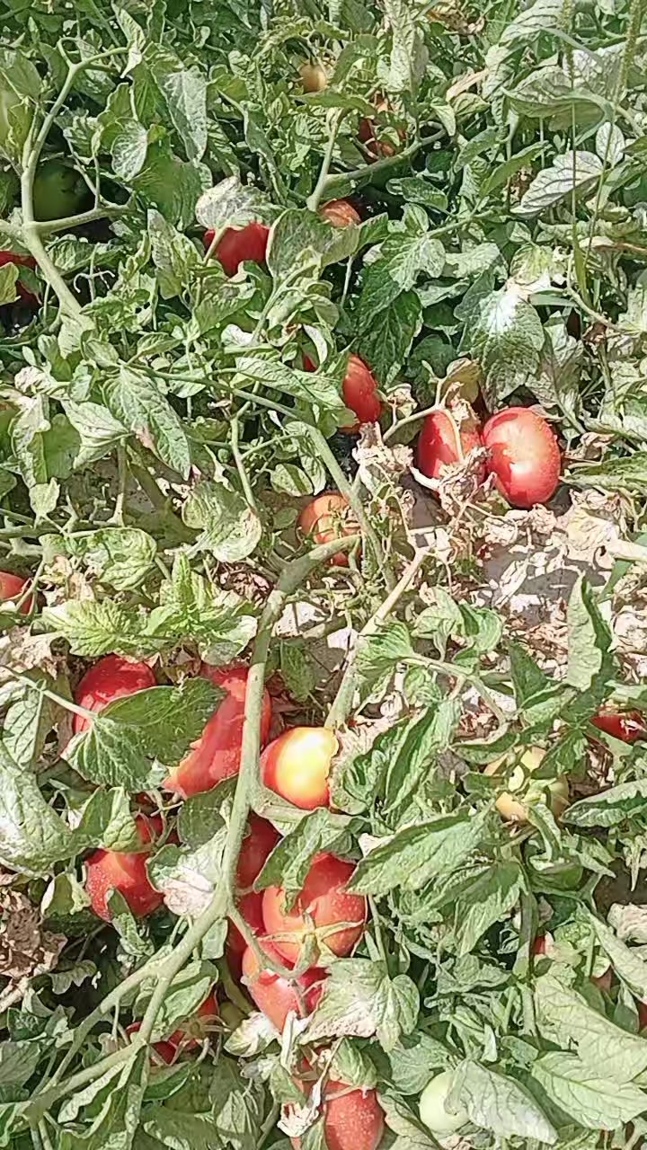 @motorcukız4242