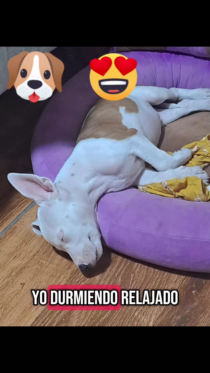 @tapiabarretoAracelii