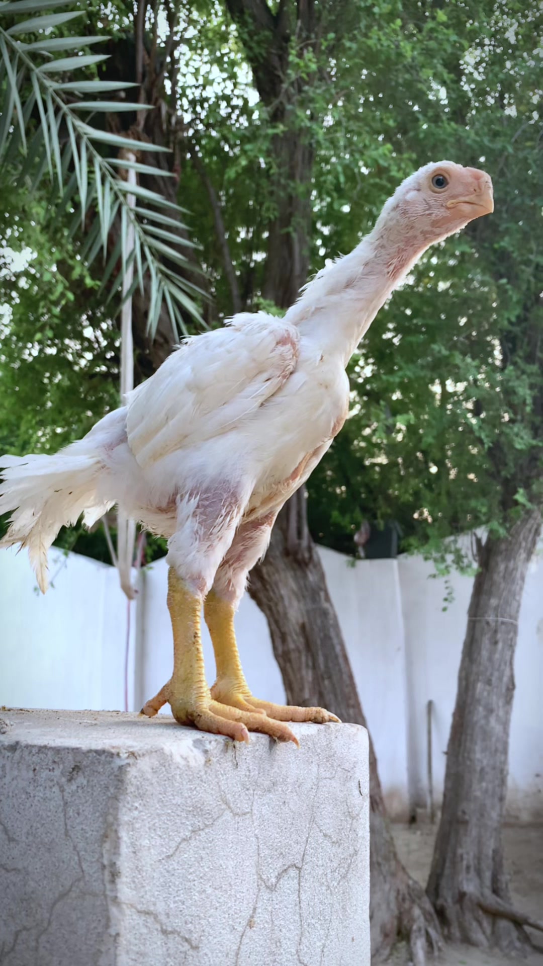 @Birds_Goat