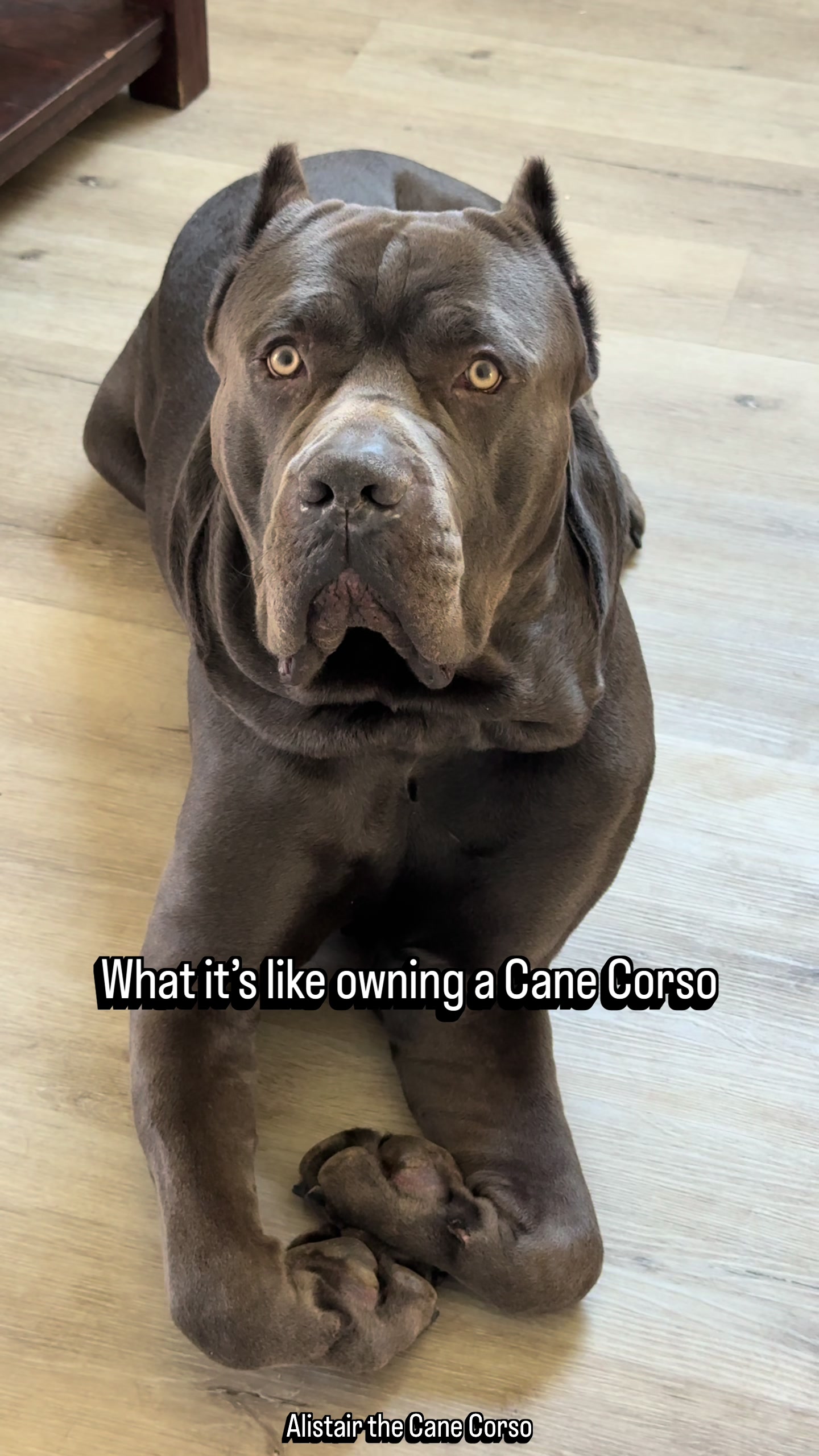 @Alistair the Cane Corso