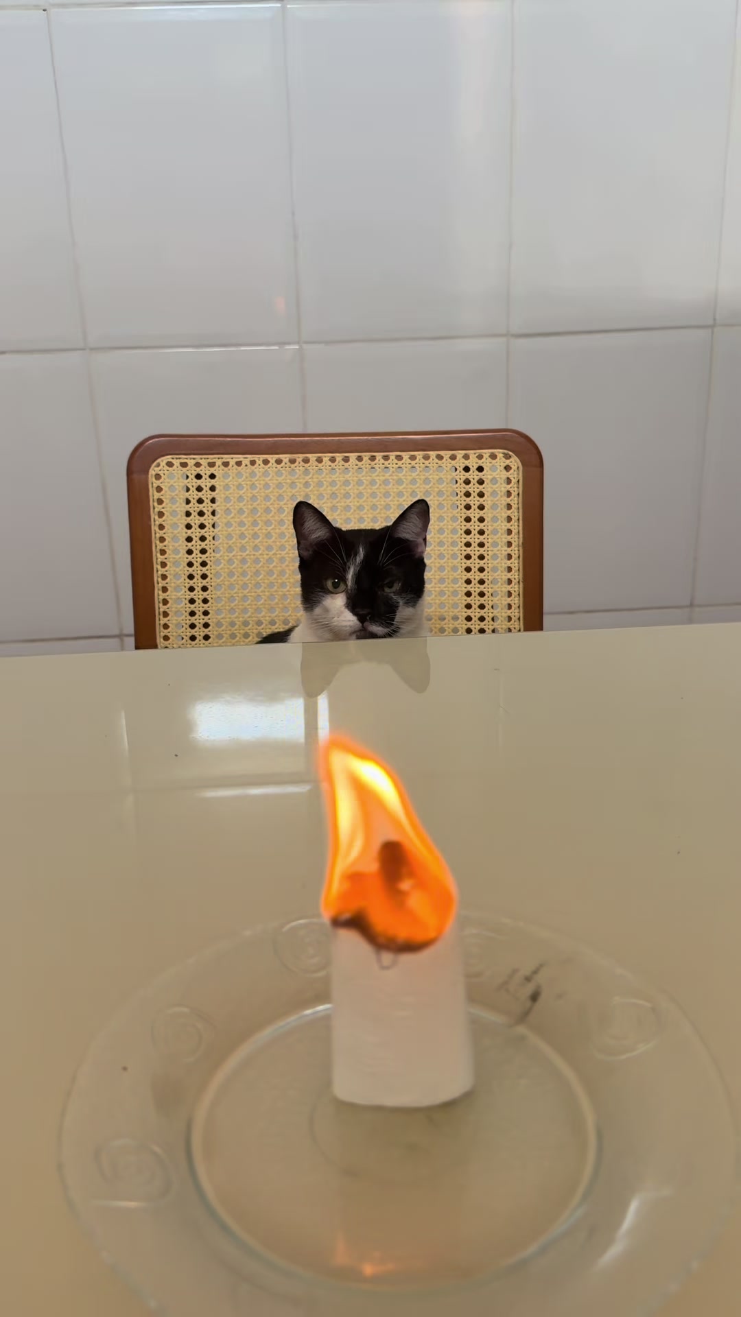 @loheseuspets