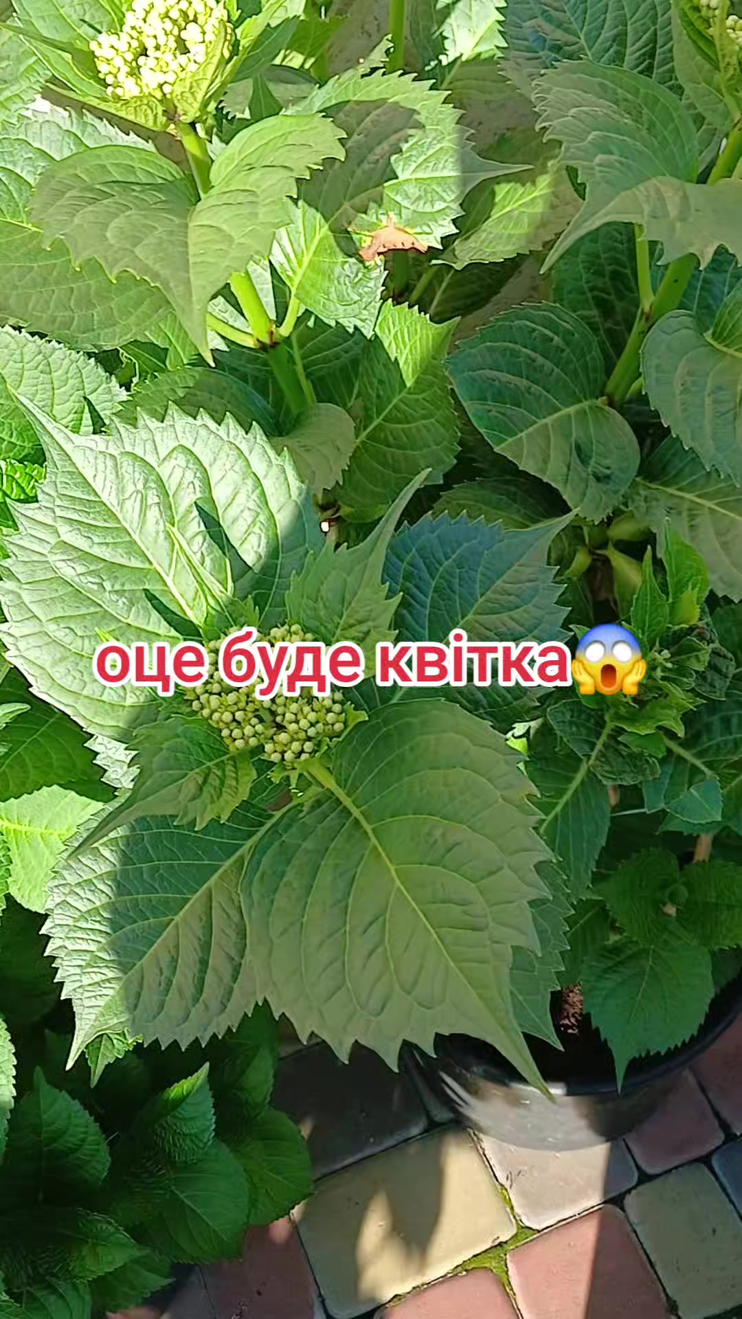 @🦋 Larisa_Fedorovna 💐