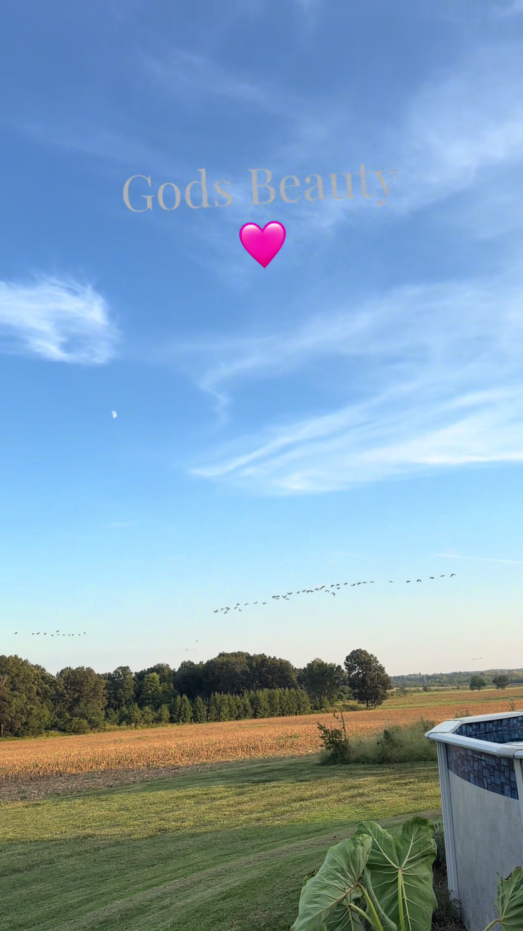 @chickchickmomma4