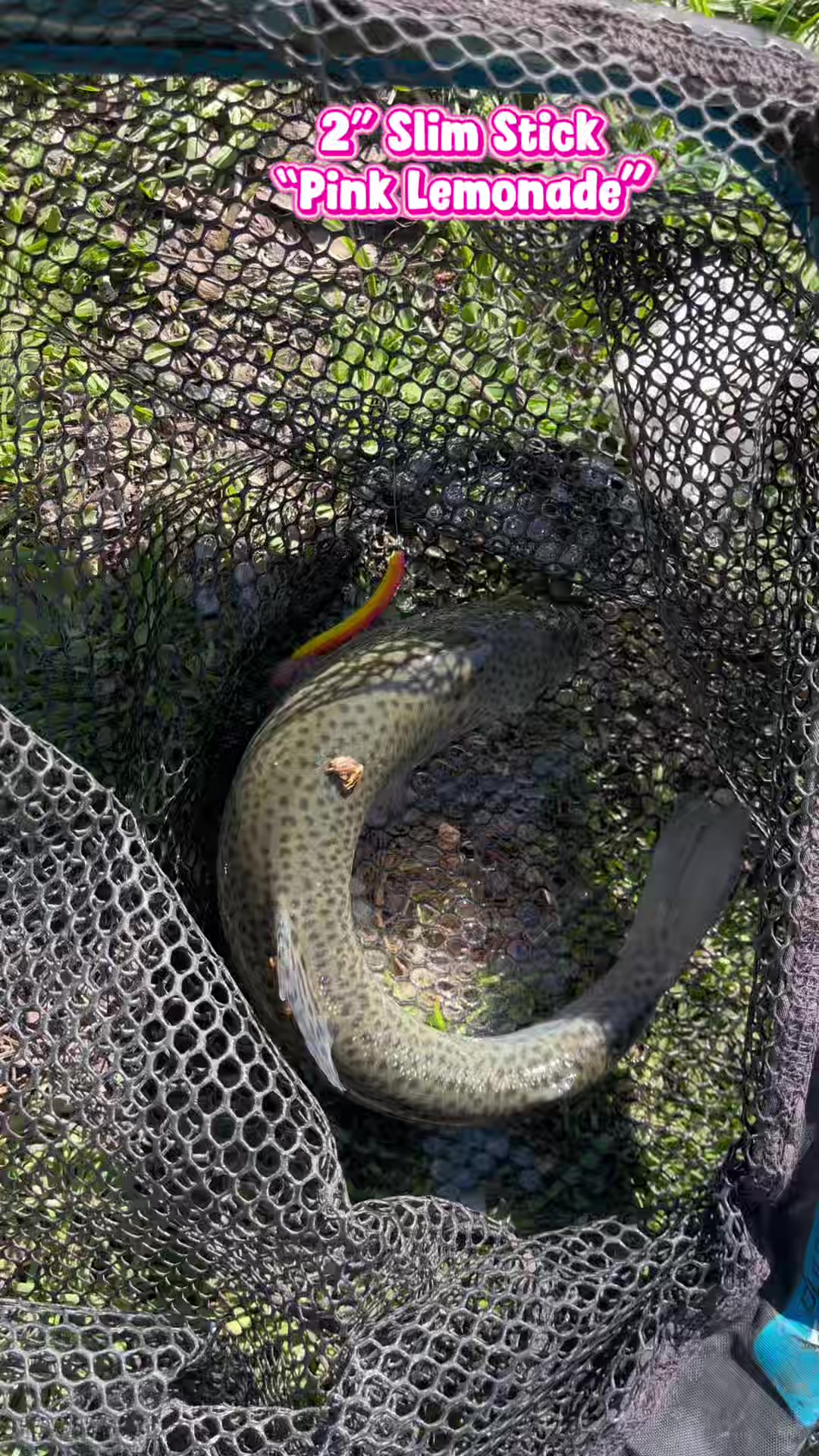 @Keep It Reel Trout Worms