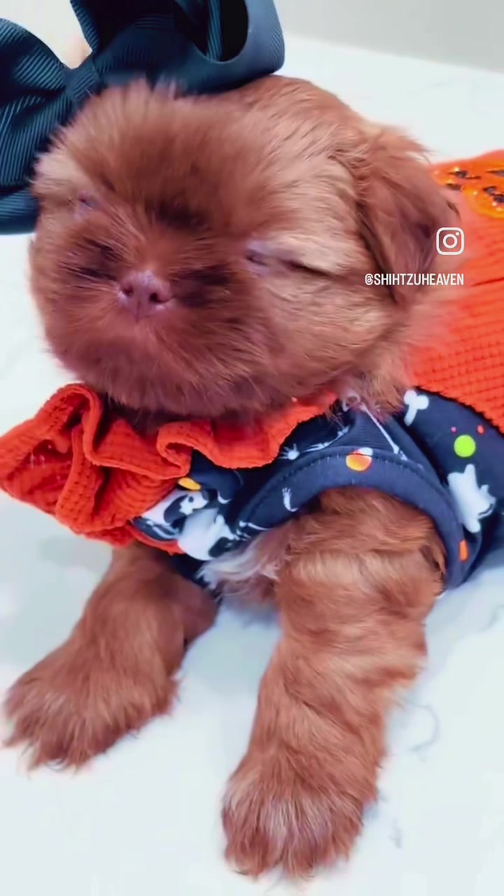 @shihtzulions