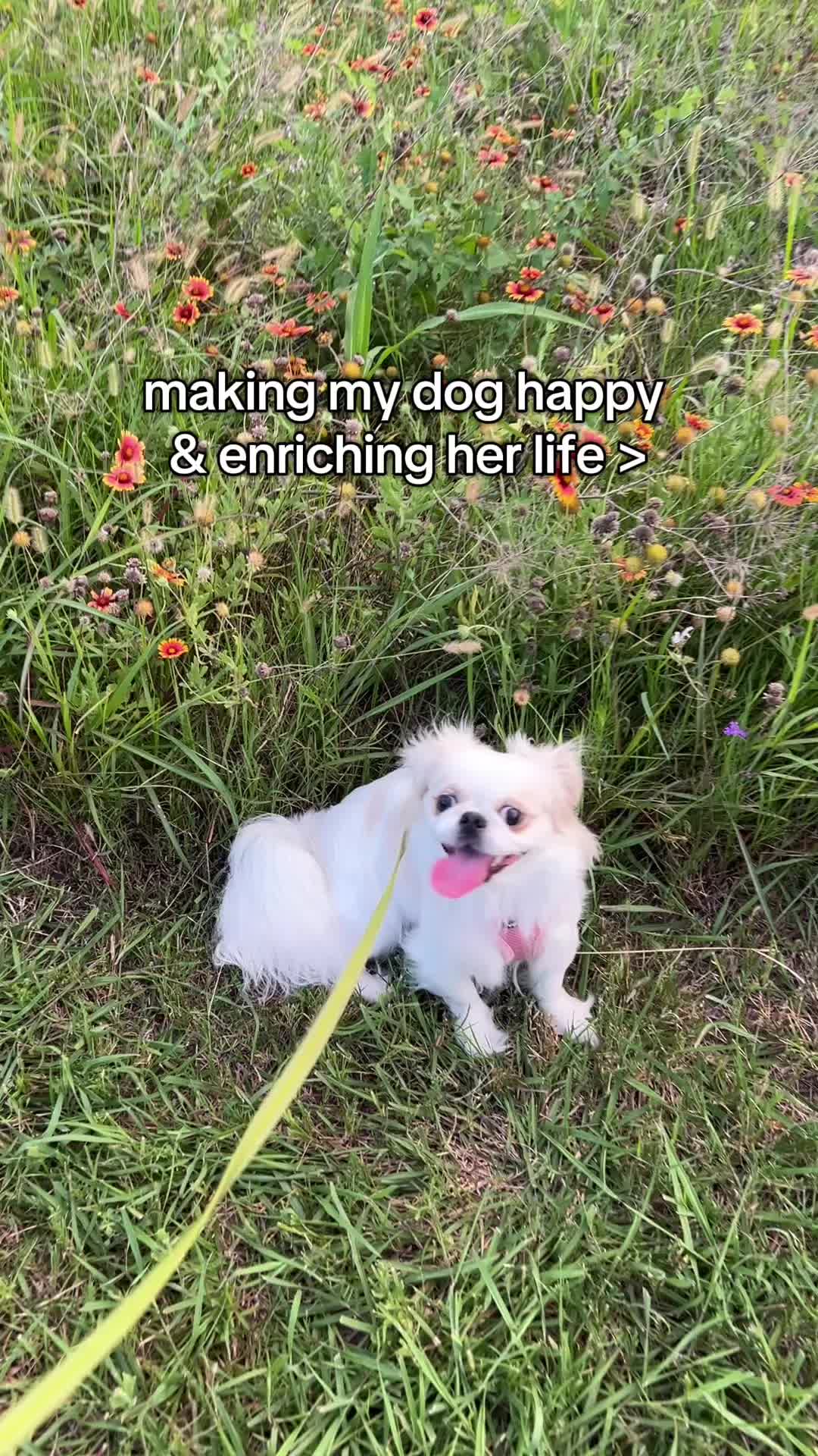 @toe beans inc!🐾