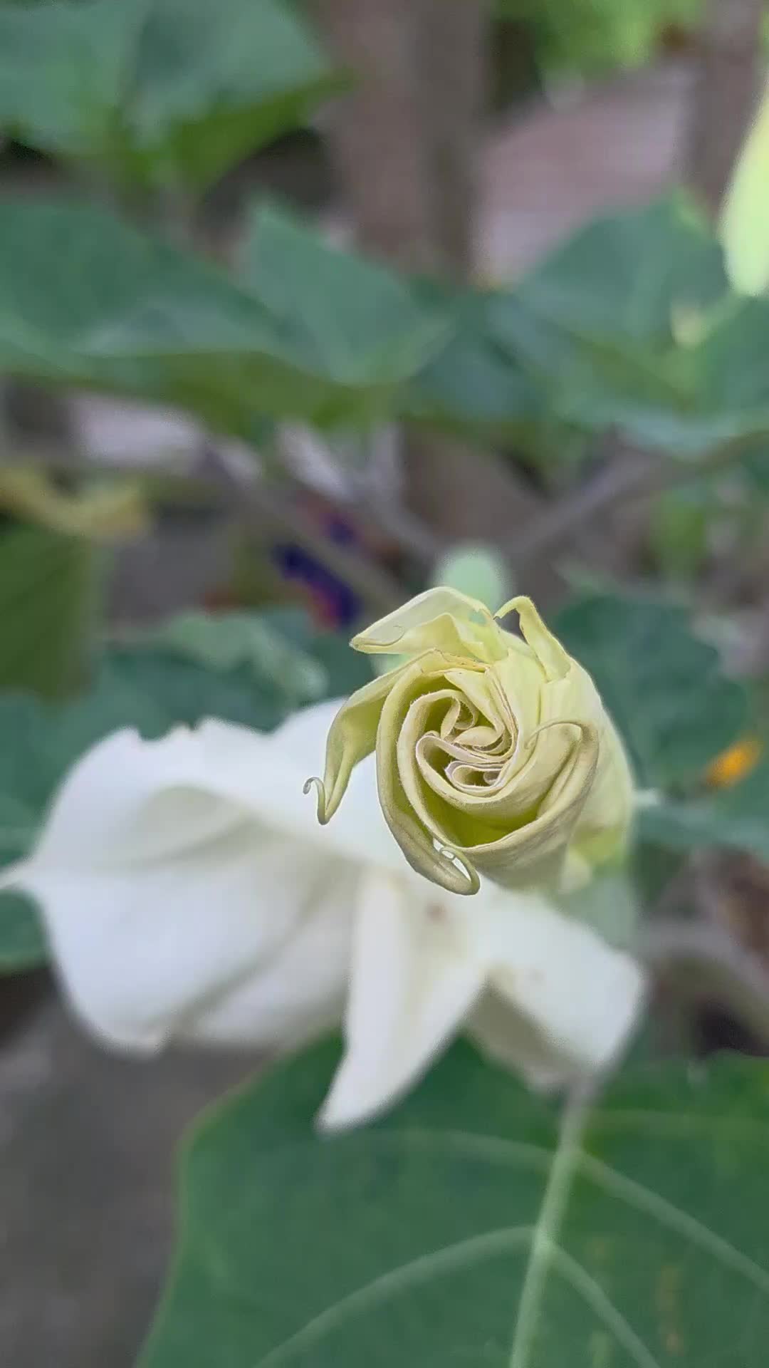 @유튜브 "정선사람들" 안용현