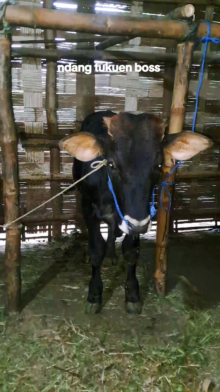 @SARJANA LEMBU☆